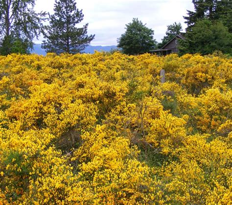 About Broom • Broombusters - Cut Broom in Bloom, Vancouver Island & BC ...