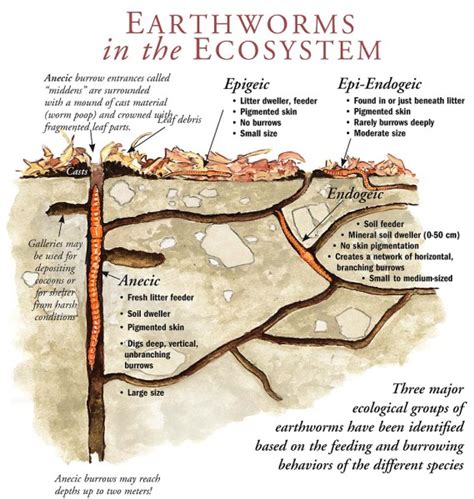 Natural History Earthworm Ecosystem illustration