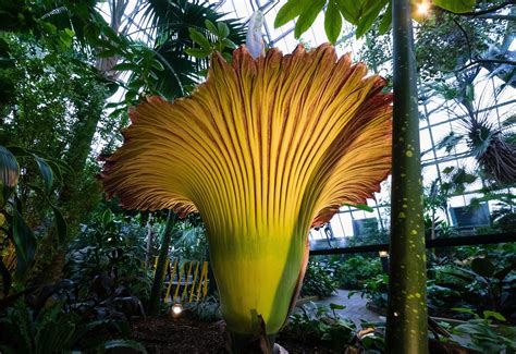 8 of the Biggest Flowers on Earth