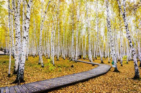 Birch Tree Forest Scenic Area Ticket in Inner Mongolia