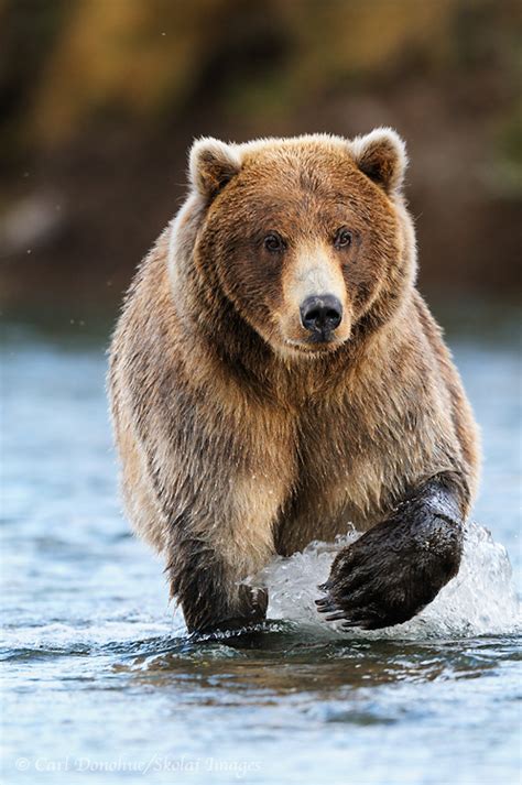 Brown bear photo, bear safety and wilderness