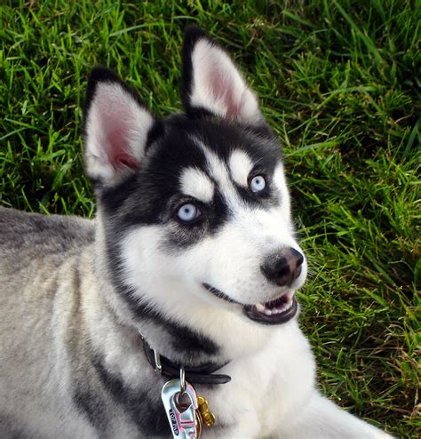 ไฟล์:Siberian Husky blue eyes Flickr.jpg - วิกิพีเดีย