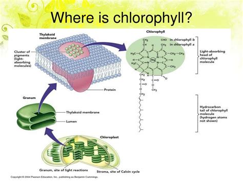 PPT - Photosynthesis PowerPoint Presentation, free download - ID:6851488