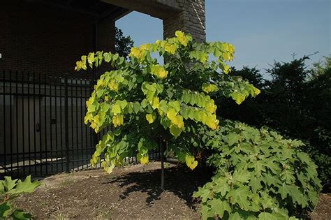 Find Hearts of Gold Redbud (Cercis canadensis 'Hearts of Gold') in ...