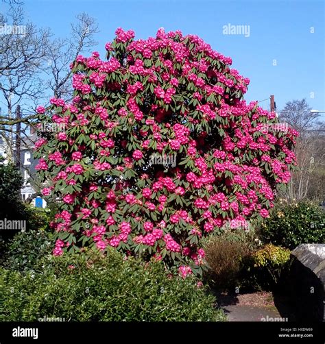 A large pink Camellia Japonica bush in the town of Ivybridge, Devon ...