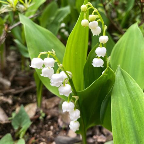 4 Types Of Convallaria Pictorial Guide