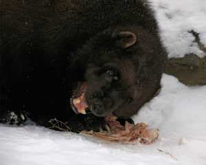 Facts about Wolverines | Sciencewithkids.com