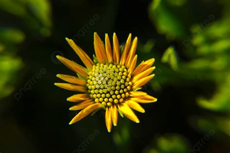 Botany Flower Bud Stamen Pistil Macro Closeup Background, Layout, Simple, Beautiful Background ...