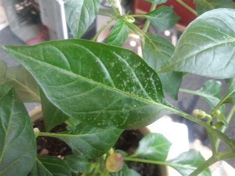 indoors - What is happening to my chilli plant? How can I help it? - Gardening & Landscaping ...