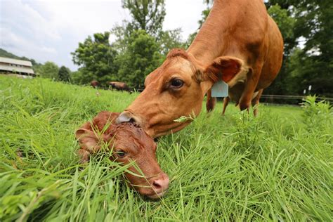 Cow Giving Birth Naturally - Abundant Permaculture