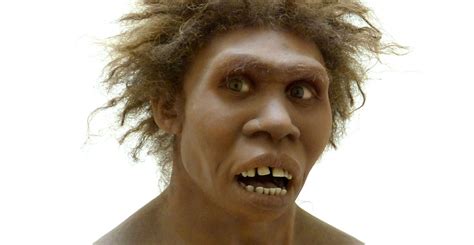 Human ancestor Homo erectus had the stocky chest of a Neanderthal ...