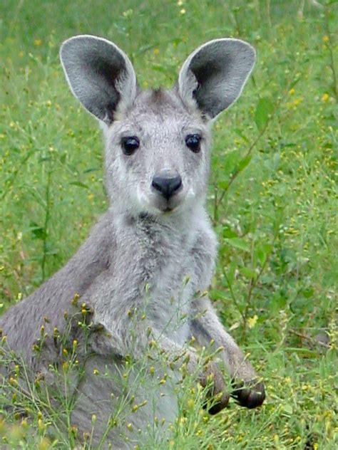 Wallaroo | Young Female Wallaroo | Peter | Flickr