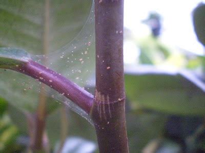 Plants are the Strangest People: The War With the Spider Mites
