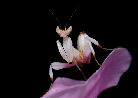 Orchid Mantis Facts - CRITTERFACTS