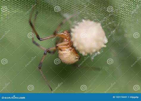 Brown Widow Spider Make Sac For Its Eggs Stock Image - Image of green ...