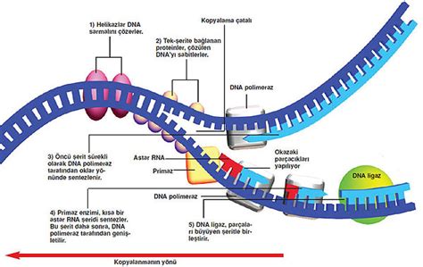 Dna Polymerase 1 Vs 3