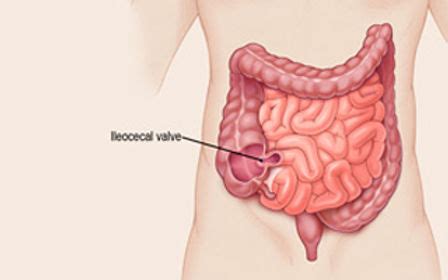 The Importance of the Ileocecal Valve and How to Eat in Season