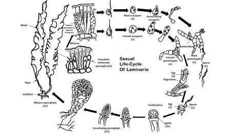 Kelp: Laminaria, a brown algae – Inanimate Life