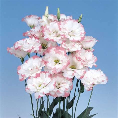 Lisianthus Seeds | Buy Lisanthus Seed | Annual Flower Seeds