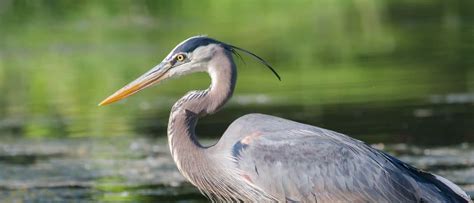 Heron Bird Facts - Incredible Facts, Pictures - A-Z Animals