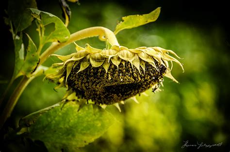 Photo of the day: Dying Sunflower — Thomas Fitzgerald Photography