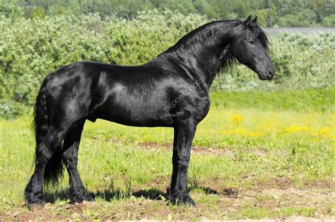 Black friesian horse Stock Photo by ©vikarus 3810771