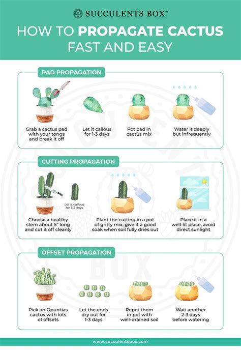 How to propagate cactus easy & fast | Propagating cactus, Succulent box, Planting succulents