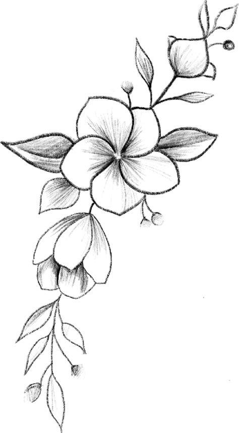 Elle's Blog | Flower art drawing, Flower sketches, Pencil drawings of ...