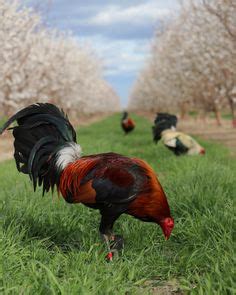 200 The gamecock ideas | game fowl, chicken breeds, rooster