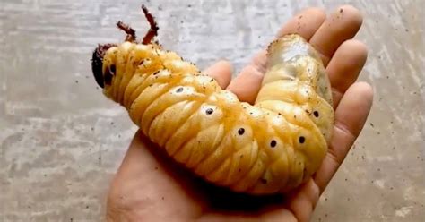 Rhinoceros Beetle Pupa