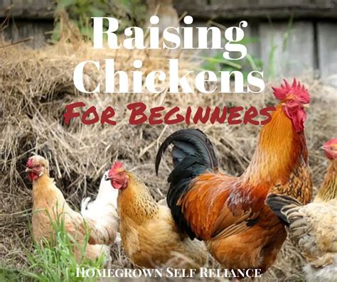 Raising Chickens for Beginners - Homegrown Self Reliance