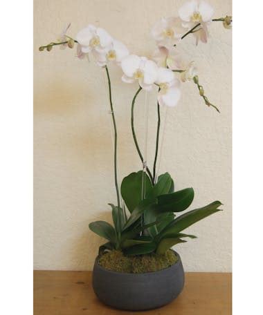 Orchid Plants Miami - Orchid Delivery Miami - Trias Flowers