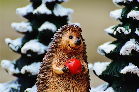 Winter Hedgehog Apple - Free photo on Pixabay - Pixabay