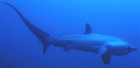 Bigeye Thresher Shark Information and Picture | Sea Animals