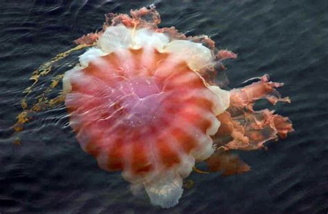 In Pictures Bizarre Deep Sea Creatures Revealed Scien - vrogue.co