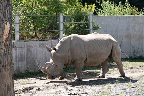 Wildlife Action Crew: Rhinos and Poaching | Seneca Park Zoo