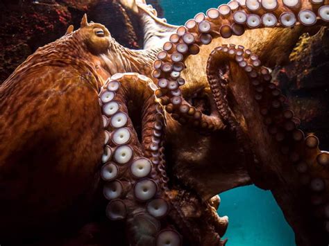 Biggest Octopus In The World Ever Recorded