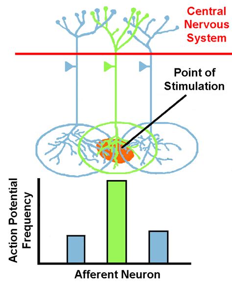 The Ganzfeld Experiments – Quirks and Curiosities