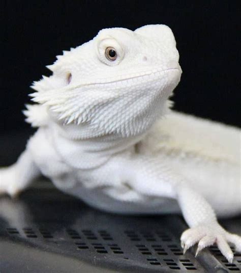 beautiful picture of a bearded dragon - Google Search | Albino & White Things | Pinterest ...