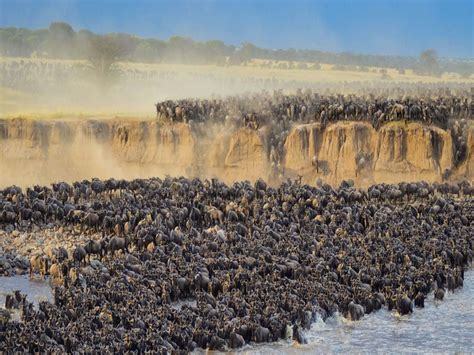 The best 3 days Serengeti migration safari