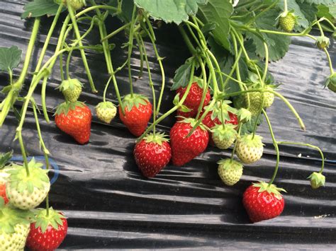 Kawatsura Strawberry Picking Farm, Chiba - Japan Family Guide