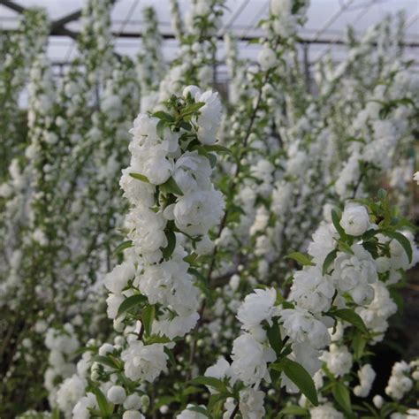 Prunus glandulosa 'Alba Plena' - buy plants at Coolplants