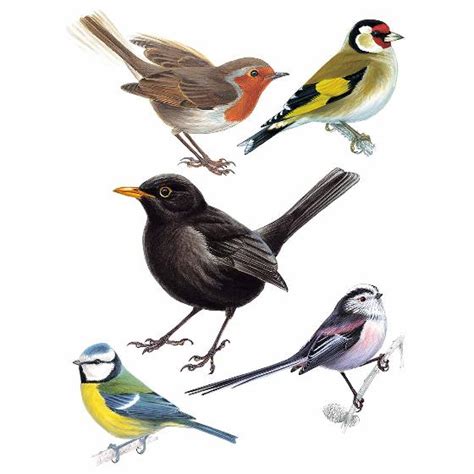 Garden birds window stickers - Bird safety & hygiene - save nature while you shop