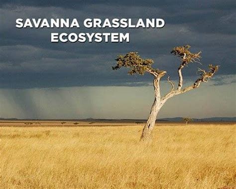 Savanna Ecosystem: Characteristics, Animals & Plants | Earth Reminder