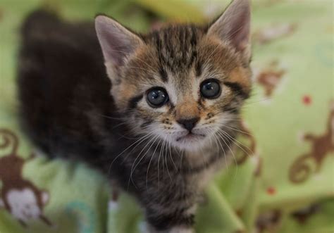 Cute Baby Kittens For Adoption / Photographer Captures Ladies With Their Cats To Get Rid Of ...