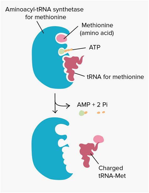 Aminoacyl Trna Synthetase, HD Png Download - kindpng