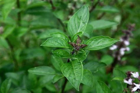 Thai basil plants: planting, harvesting & uses - Plantura