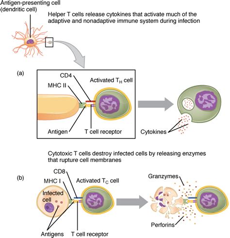 Difference Between T Cells and B Cells | Definition, Characteristics, Function