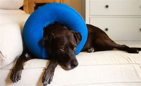 Best Dog Cone Alternatives: Inflatable & Soft E-Collars, Protective ...