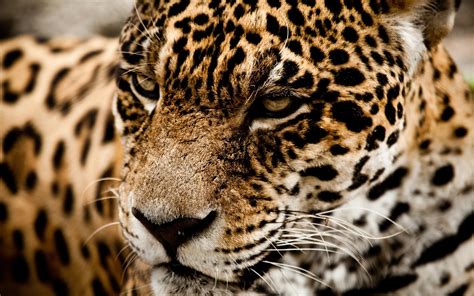 HD Jaguar Wild Cat Muzzle 1080p Wallpaper | Download Free - 141456